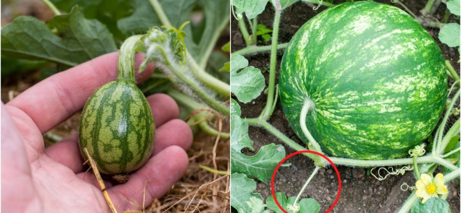 Watermelon in the middle lane: growing tips