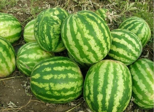 Watermelon Karistan F1