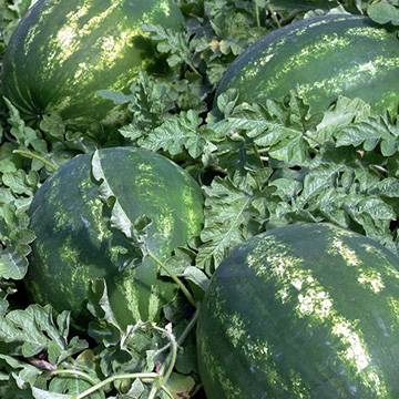 Watermelon Karistan F1