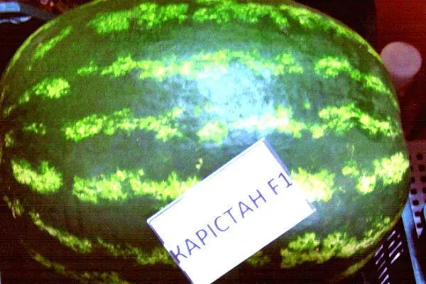 Watermelon Karistan F1