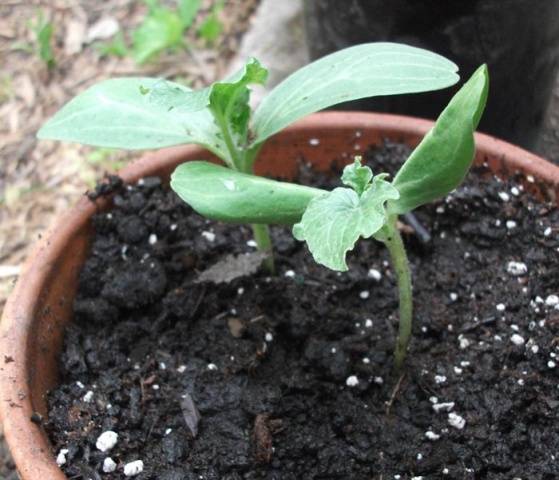 Watermelon Karistan F1