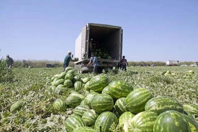 Watermelon Karistan F1