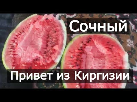 Watermelon Karistan F1