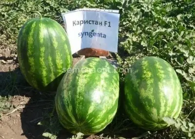 Watermelon Karistan F1