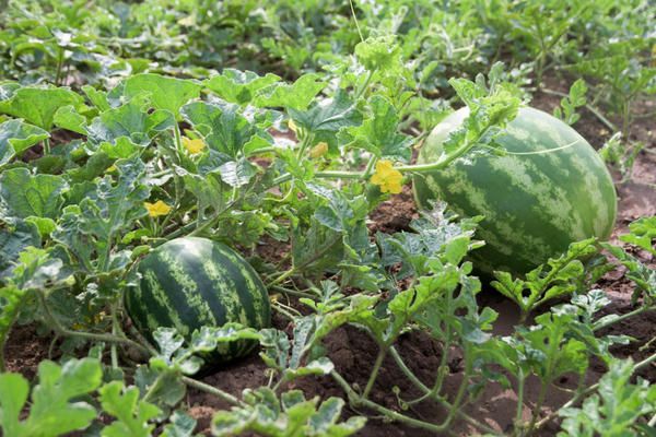 Watermelon Kholodok: breeding history, varietal characteristics, pros and cons + rules for planting seeds and caring for a crop