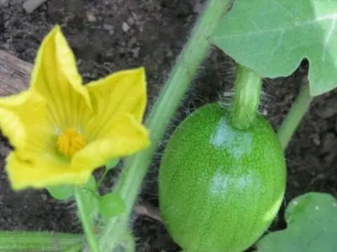 Watermelon Kholodok: breeding history, varietal characteristics, pros and cons + rules for planting seeds and caring for a crop