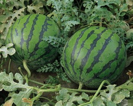 Watermelon light: how to grow and care for a variety