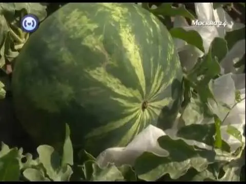 Watermelon light: how to grow and care for a variety