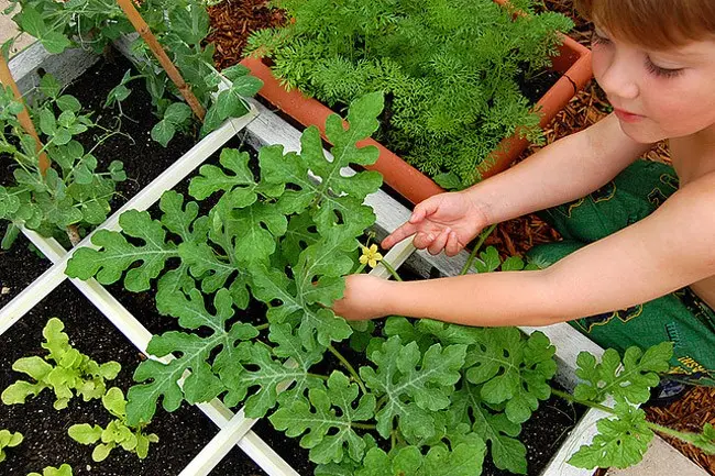 Watermelon light: how to grow and care for a variety