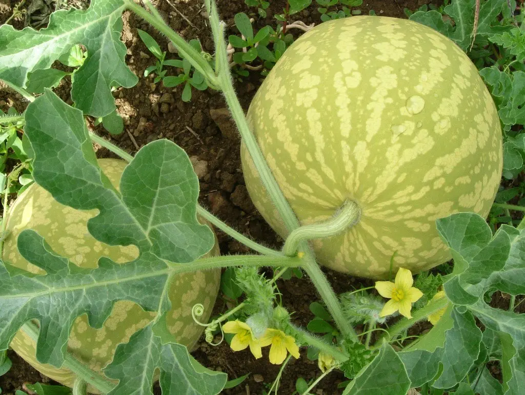 Watermelon light: how to grow and care for a variety