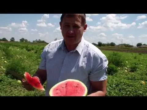 Watermelon light: how to grow and care for a variety