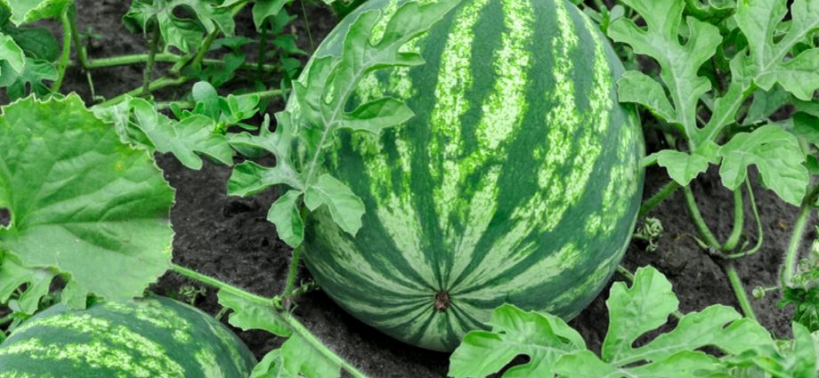 Watermelon light: how to grow and care for a variety