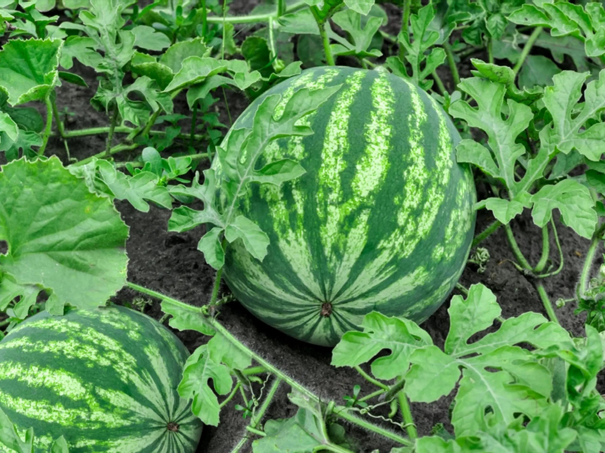 Watermelon light: how to grow and care for a variety