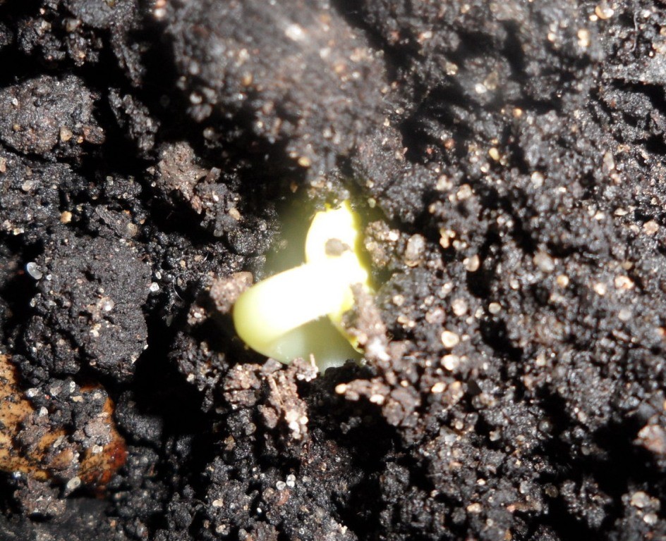 Watermelon: planting and care in the open field for beginners