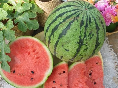 Watermelon: planting and care in the open field for beginners