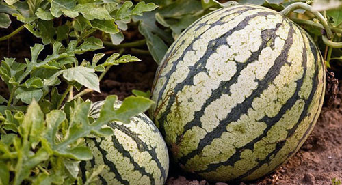 Watermelon: planting and care in the open field for beginners