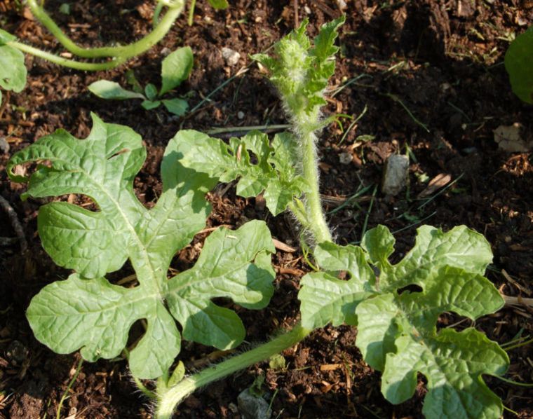 Watermelon: planting and care in the open field for beginners