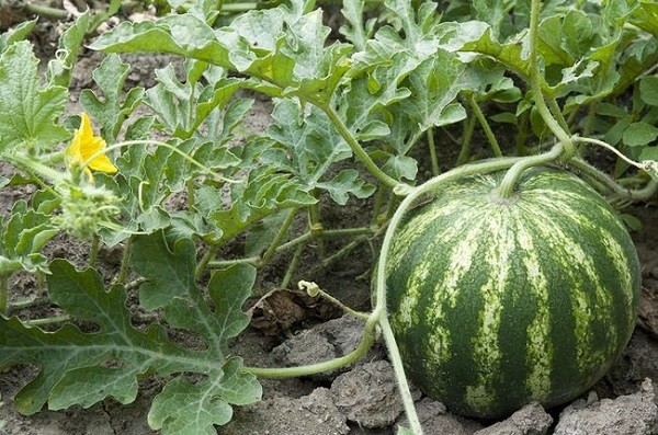 Watermelon: planting and care in the open field for beginners