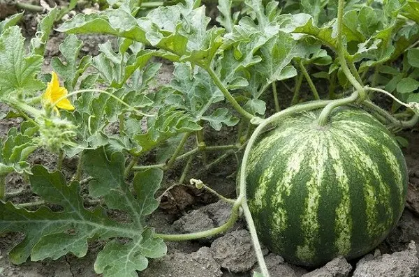 Watermelon: planting and care in the open field for beginners