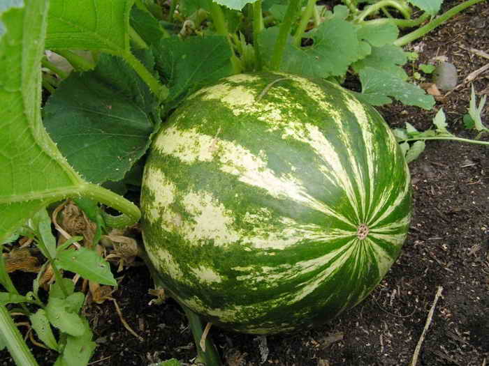 Watermelon: planting and care in the open field for beginners