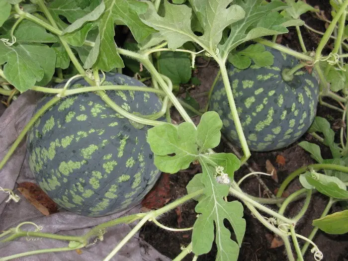 Watermelon: planting and care in the open field for beginners