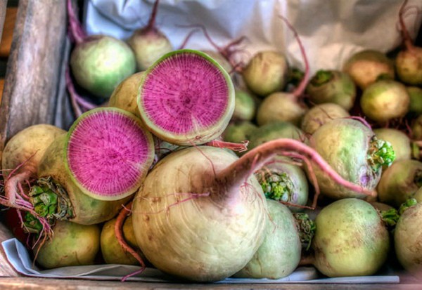 Watermelon radish - a unique useful hybrid