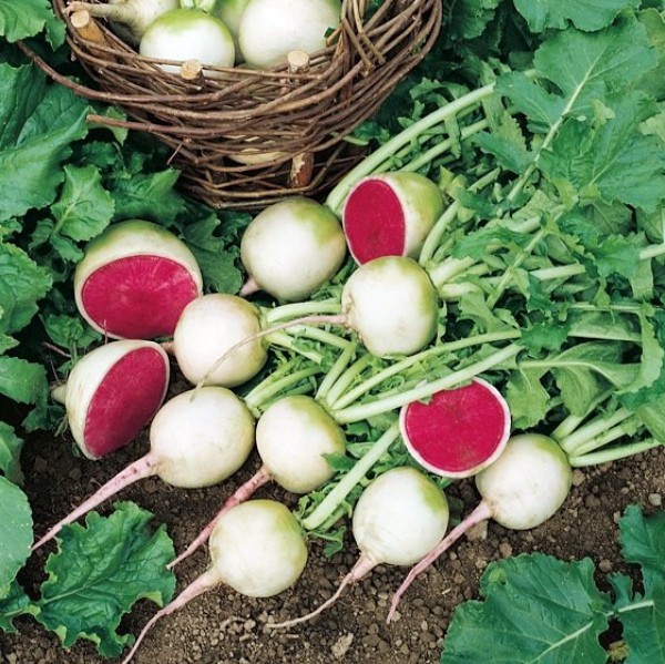 Watermelon radish - a unique useful hybrid