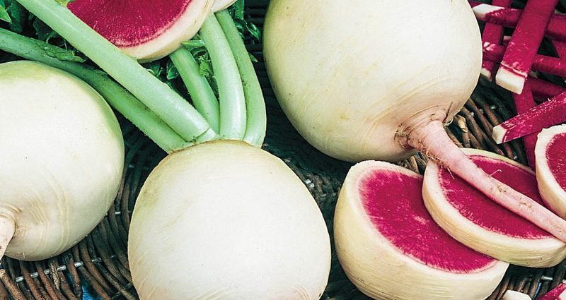 Watermelon radish &#8211; a unique useful hybrid