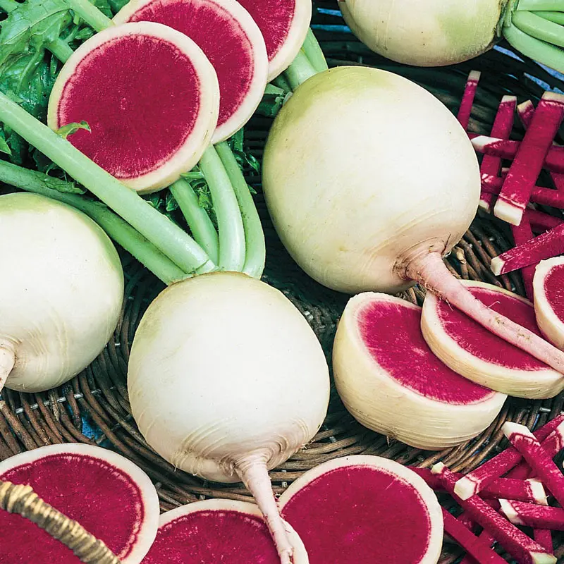 Watermelon radish &#8211; a unique useful hybrid