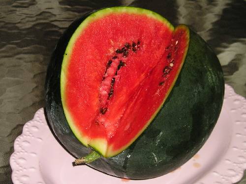 Watermelon Shuga baby: cultivation and care