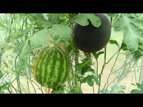 Watermelon Shuga baby: cultivation and care