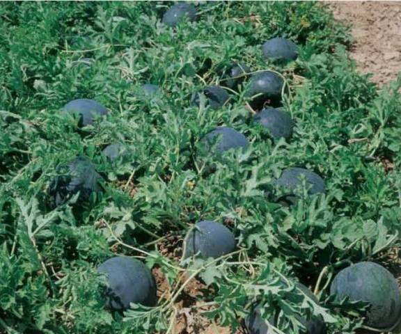 Watermelon Shuga baby: cultivation and care