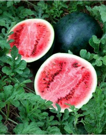 Watermelon Shuga baby: cultivation and care