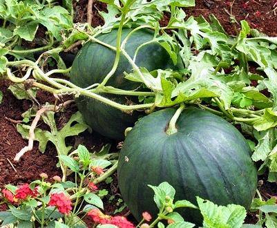 Watermelon Shuga baby: cultivation and care