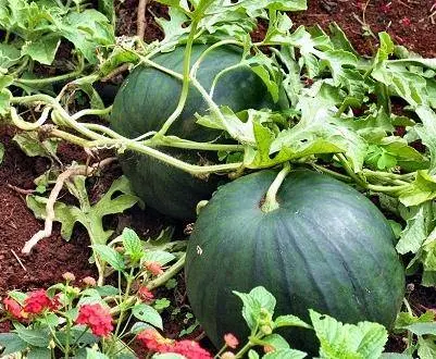 Watermelon Shuga baby: cultivation and care