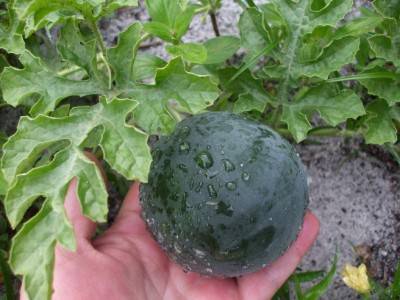 Watermelon Shuga baby: cultivation and care