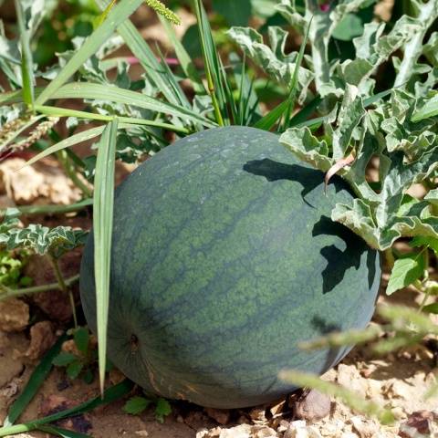 Watermelon Shuga baby: cultivation and care