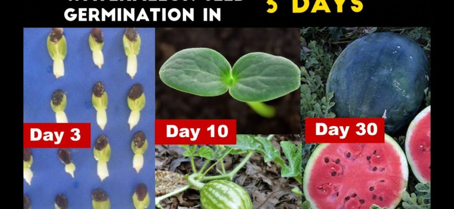 Watermelon Shuga baby: cultivation and care