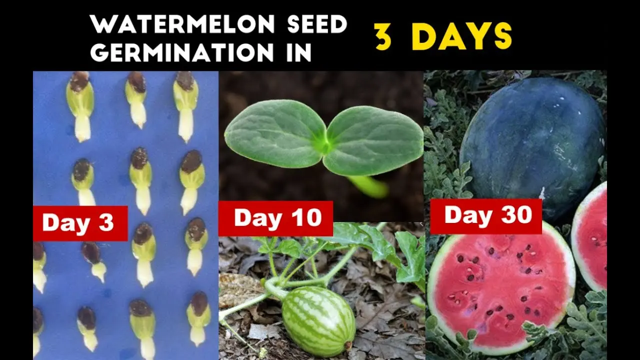 Watermelon Shuga baby: cultivation and care