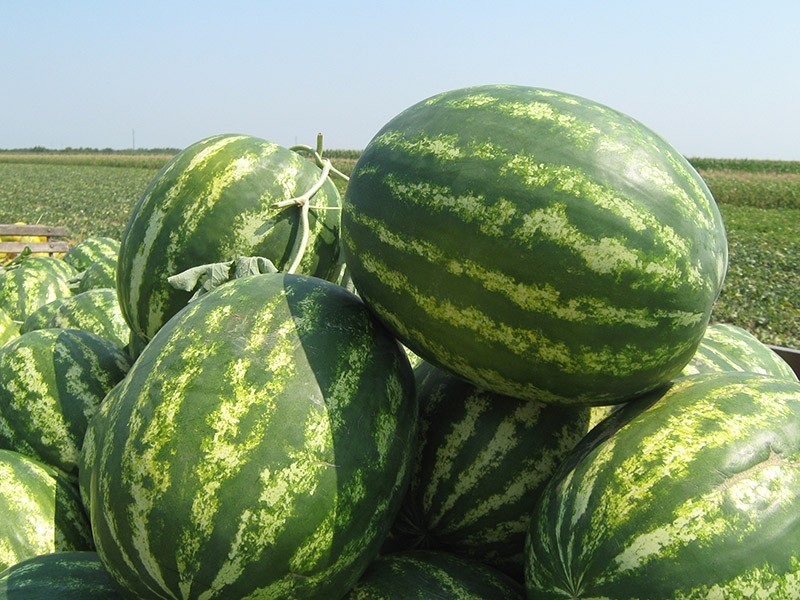 Watermelon Silver Handsome: advantages and description