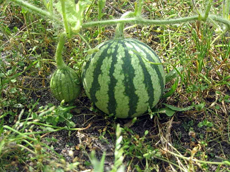 Watermelons in a polycarbonate greenhouse: we grow ourselves