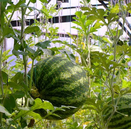 Watermelons in a polycarbonate greenhouse: we grow ourselves