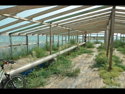 Watermelons in a polycarbonate greenhouse: we grow ourselves