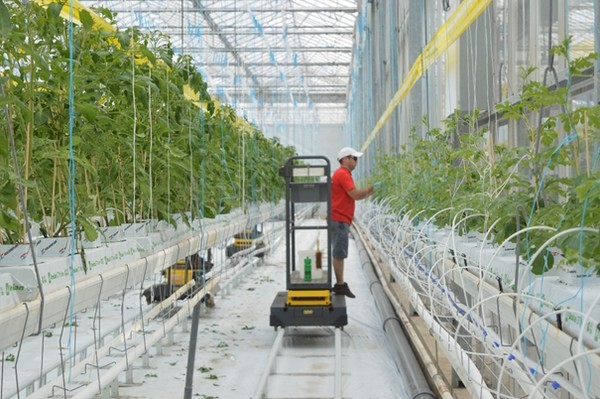 Watermelons in a polycarbonate greenhouse: we grow ourselves