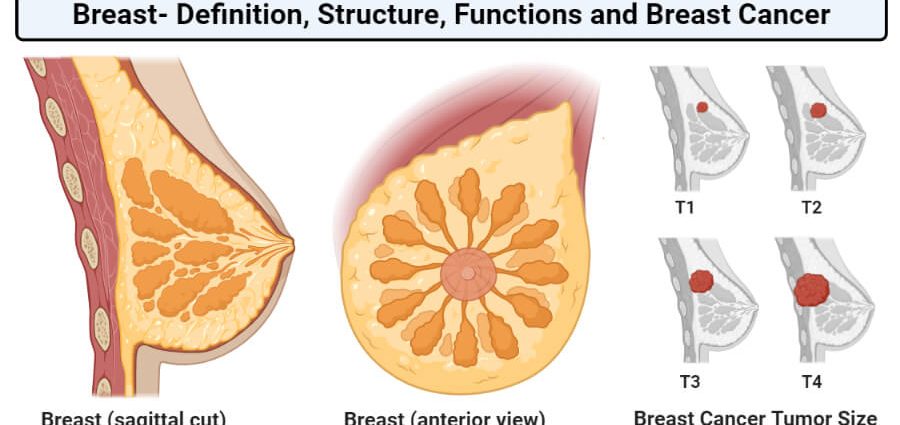 Watery zone breast: photo and description