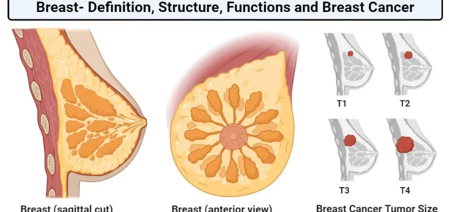 Watery zone breast: photo and description