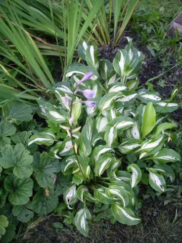 Wavy hosta Mediovaryegata: photo and description, reviews