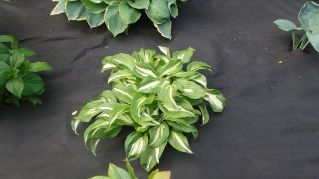 Wavy hosta Mediovaryegata: photo and description, reviews