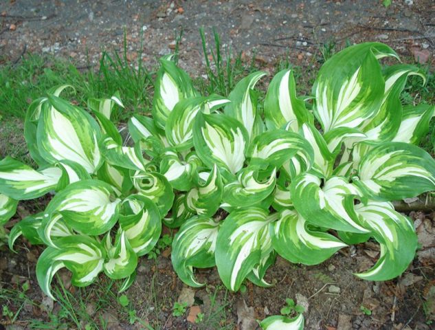 Wavy hosta Mediovaryegata: photo and description, reviews