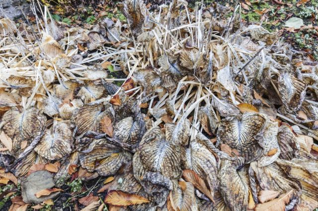 Wavy hosta Mediovaryegata: photo and description, reviews